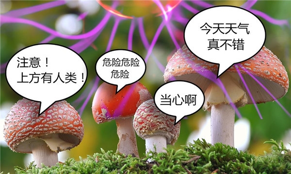 蘑菇都被拿来做电脑了!就不怕电脑真的“死机”吗?