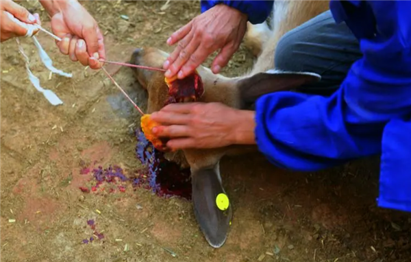 鹿角:1700万年的进化 动物界最神奇的第二性特征