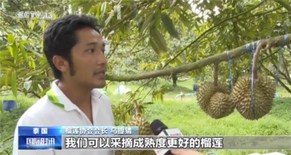 市监部门回应辛巴带货致榴莲涨价:揭秘为何榴莲这么贵!