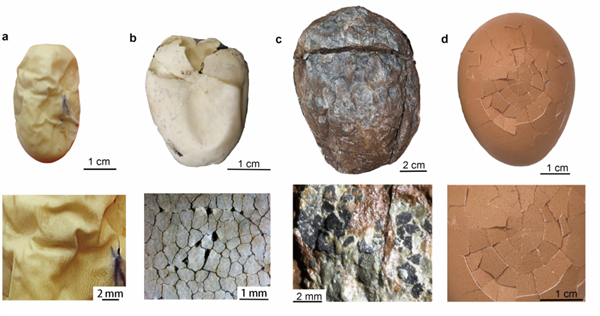 中国科学家揭密最早的恐龙蛋是软蛋：跟硬壳鸡蛋大不同