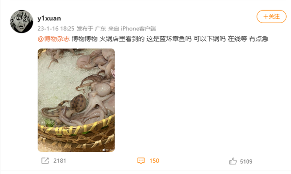 火锅店内惊现剧毒蓝环章鱼 网友在线请教：还好没吃