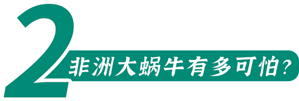 下雨后在路边看到这种动物千万别碰：立刻弄死它！
