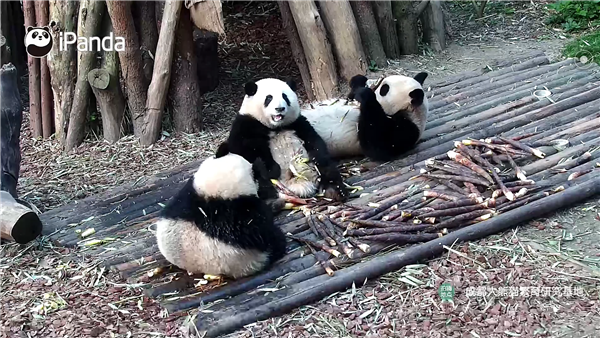 上下五千年 熊猫第一次有了站姐