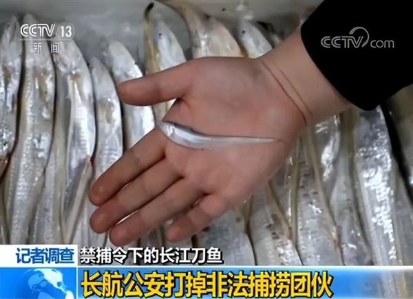 掉下的鱼鳞都堪比黄金！个小刺多的刀鱼 为啥一斤能卖上万？