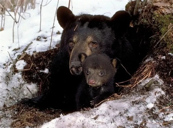 俄罗斯棕熊囤了一年的膘 却被热得没法冬眠：半睡半醒 四处游荡