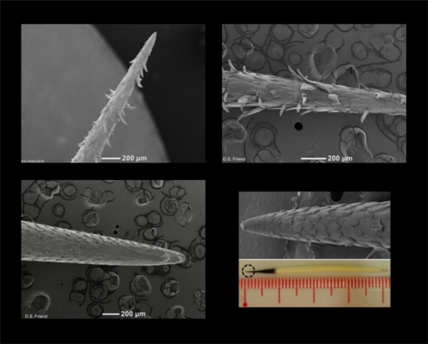 3万根刚刺反杀狮子、蟒蛇都不敢碰！豪猪为啥会怕鱼貂？