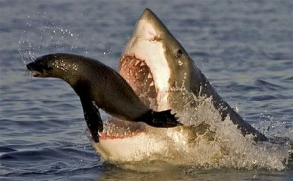 残忍没法看!大白鲨罕见