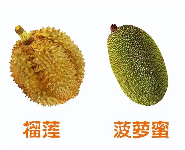 市监部门回应辛巴带货致榴莲涨价:揭秘为何榴莲这么贵!