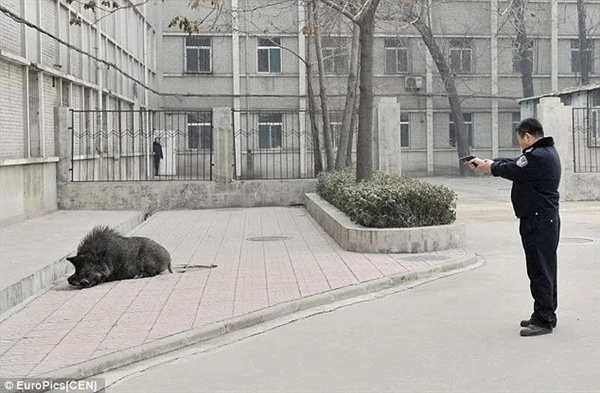 捕一头赚1万！江苏邀请野猪猎人狩猎 网友：我能参与吗