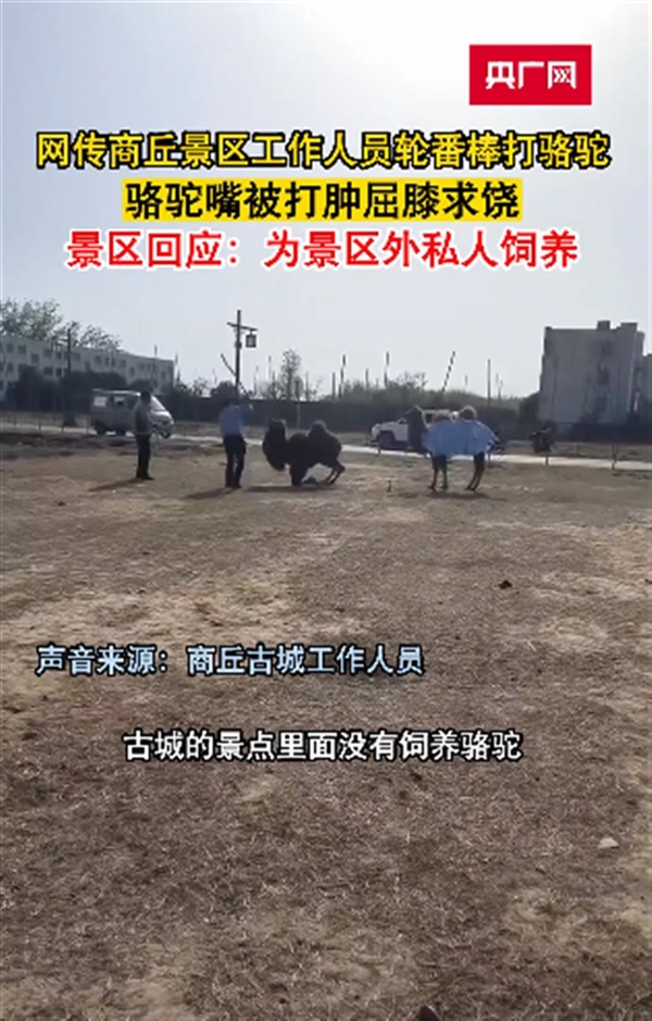 骆驼被轮番棒打屈膝求饶 景区回应:发生地非园区内、系私人饲养
