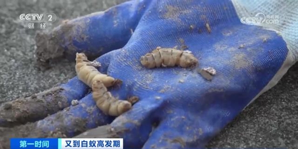 浙江发现罕见3后1王白蚁巢 数量多达百万：蚁后有多能生？