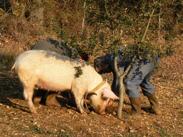 德国放射性野猪泛滥 每年都在变强！却还很健康