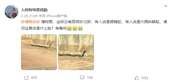 网友偶遇眼镜王蛇求助 博物杂志:务必远离、打输住院打赢坐牢