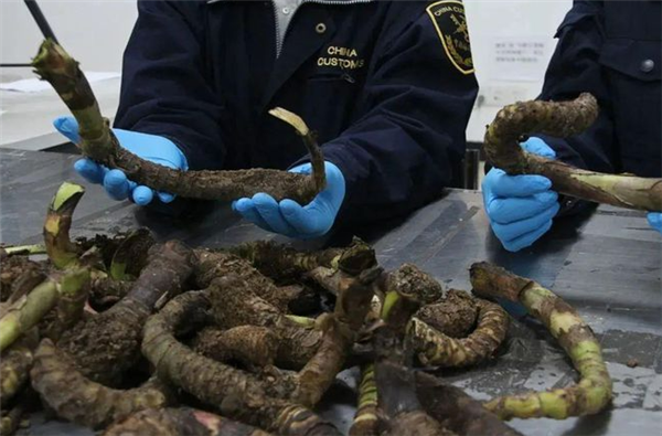 12多斤重!广州海关查获活体植物根茎:藏在人体模型中