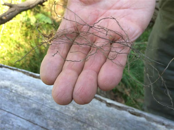 国外女子拆地板 发现大量头发丝状“生物”：怀疑被诅咒了