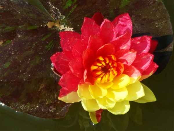 好运“莲莲”！成都一公园开出红黄对称双色睡莲：世界睡莲冠军