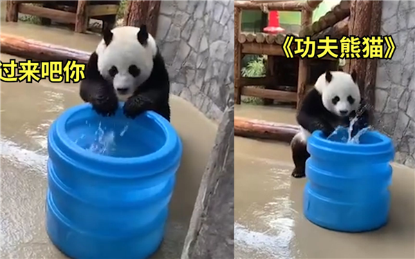 上下五千年 熊猫第一次有了站姐