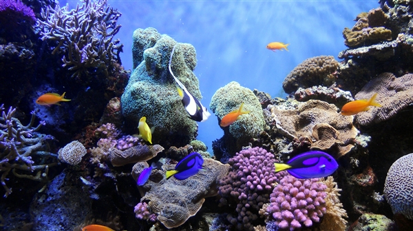 《南海归墟》的“珊瑚螺旋”神秘莫测 现实中的珊瑚礁令人大开眼界