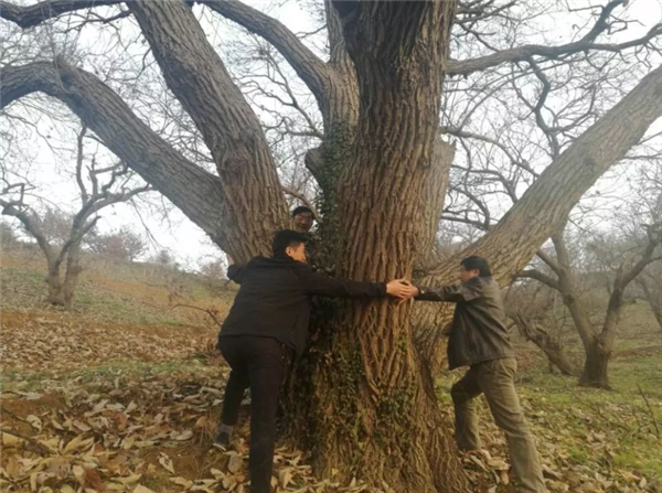 超级真菌入侵美国:50年灭绝40亿棵板栗树