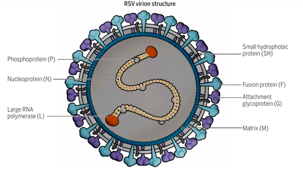 全球导致婴儿住院的第一大“致命杀手”RSV病毒：迎来审判时刻