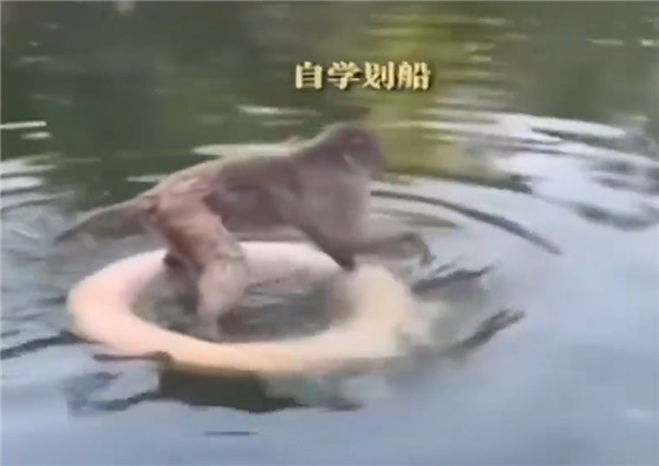 天道好轮回!南京网红暴猴“入编”遭动物园遭长期霸凌:学会水上漂
