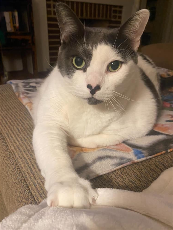 世界最胖的猫在数万人的监督下被迫减肥：一年后能跳上桌子了