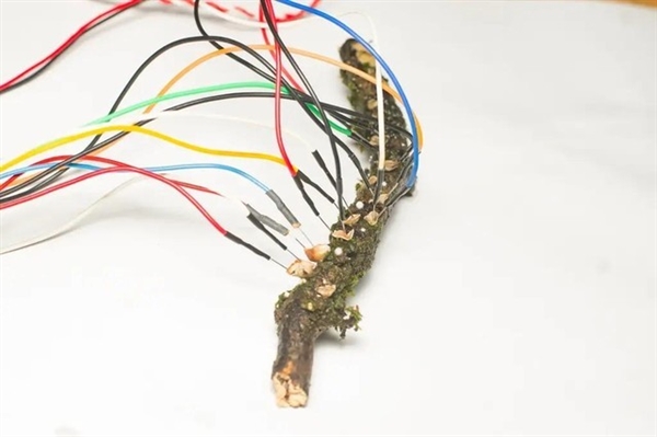 用蘑菇替代CPU和内存!英国科学家成功研发蘑菇PC原型