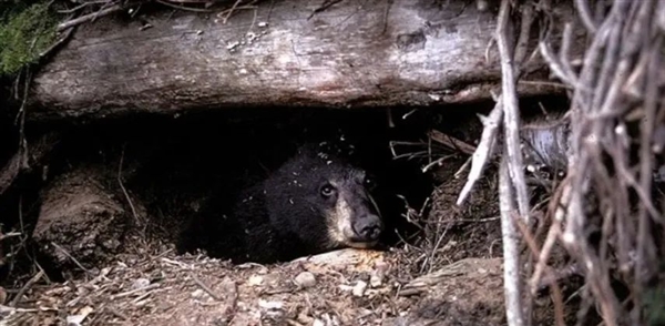 俄罗斯棕熊囤了一年的膘 却被热得没法冬眠：半睡半醒 四处游荡
