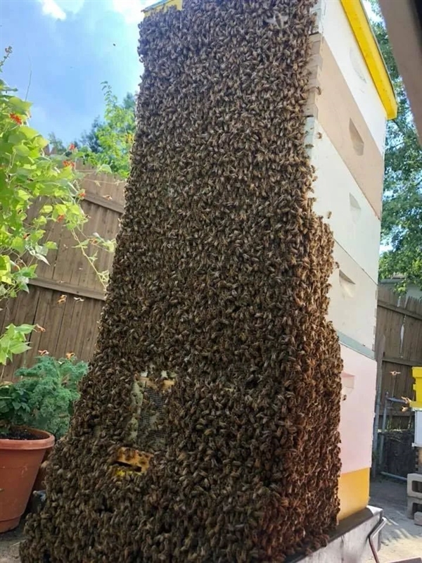 3岁女儿听到墙上有“怪物”的声音 里面竟藏着6万只蜜蜂