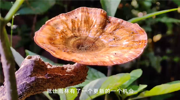 深入西双版纳热带雨林拍亚洲象 华为Mate50系列超光变XMAGE影像有多牛？