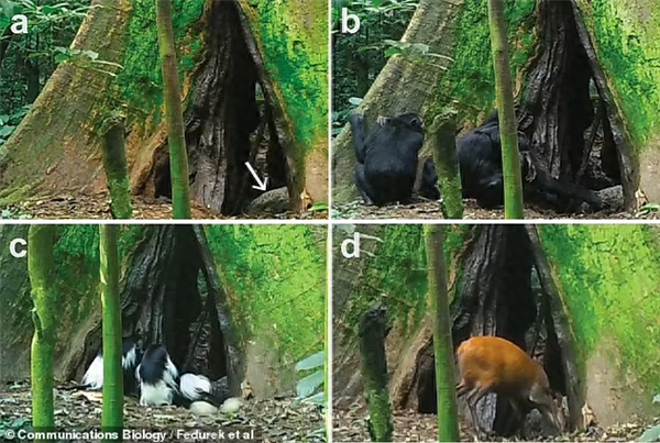 动物也懂中医！红毛猩猩自制草药敷伤口 一个月后自愈