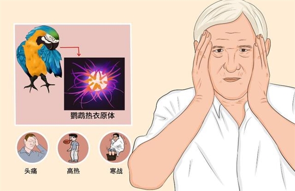 多地出现流行病鹦鹉热患者 专家发声:人传人很罕见