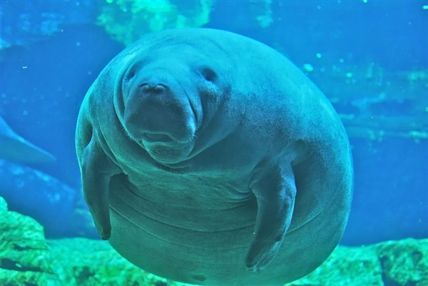 老海牛在美国水族馆辛勤工作67年 却被残忍虐待