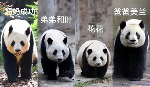 上下五千年 熊猫第一次有了站姐
