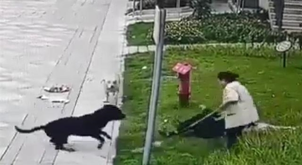 被恶狗咬伤女童已筹齐200万捐款！中国最大罗威纳犬舍遭大量网友攻击
