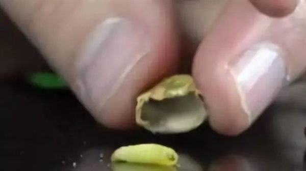 好玩的墨西哥跳豆 多国严禁入境!为啥呢?