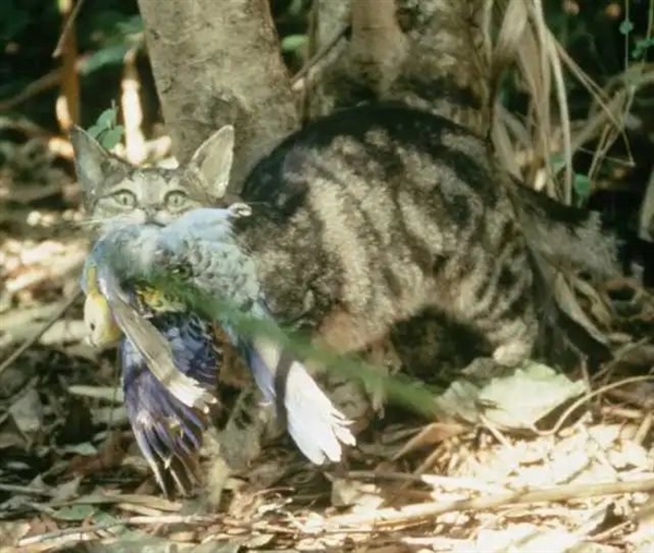 流浪肥猫大如虎 澳大利亚禁止猫咪出门!抓到就罚1.1万元