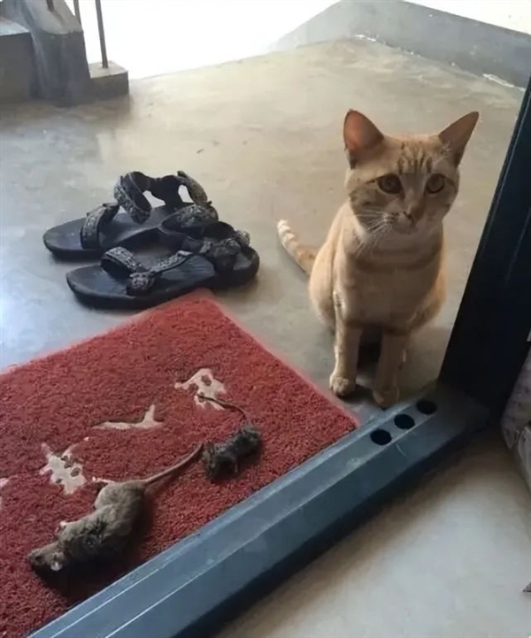 流浪肥猫大如虎 澳大利亚禁止猫咪出门!抓到就罚1.1万元