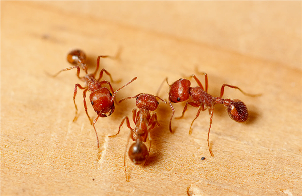 根本打不过！红火蚁在澳大利亚六度突破防线：或在2035年抵达悉尼