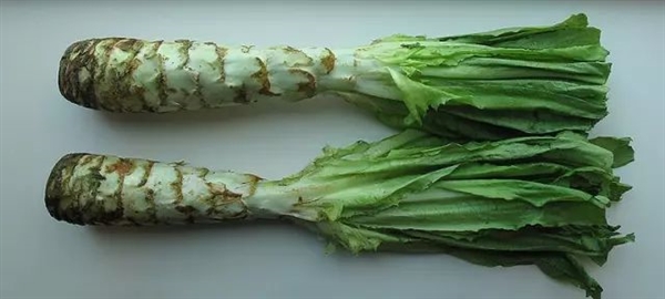 火锅里咬起来咯吱咯吱的“贡菜”:究竟是什么?