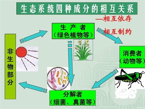 地球最早诞生的生命：光合作用都不存在 它们吃什么呢？