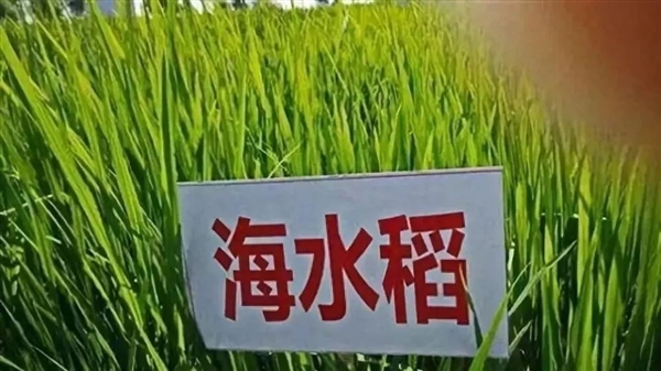 盐碱地种出的海水稻 很难吃：为什么我国要大力推广？