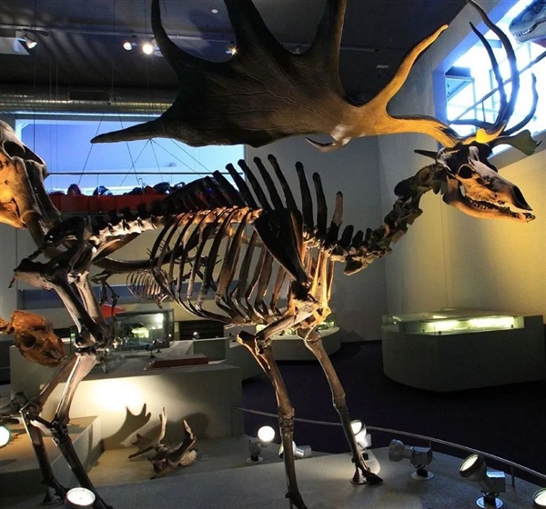 鹿角:1700万年的进化 动物界最神奇的第二性特征