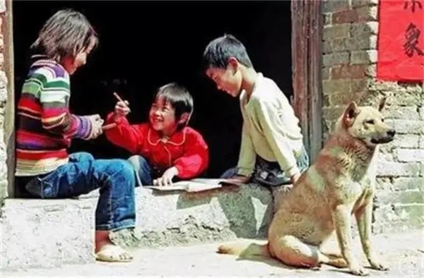 中国人花几千年培育出的“土狗”:为啥没人愿意养了?