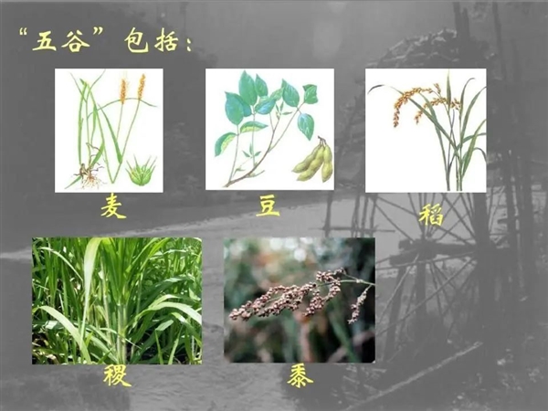 中国失传1000年的主食：现在成了“土豪米” 昂贵还得进口