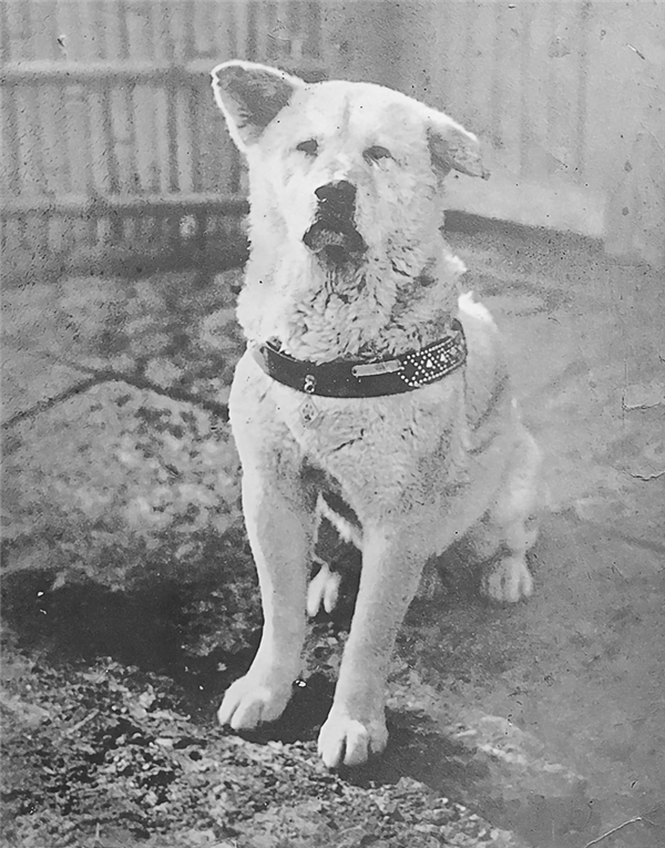 澳洲秋田犬咬伤三人！为何多国禁养？看似软糯本质是斗狗