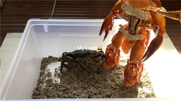 海鲜尸体爆改变异螃蟹人：隔壁小孩吓哭了！
