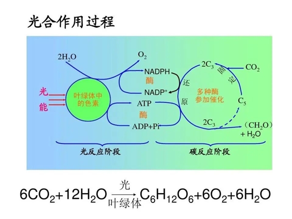 地球最早诞生的生命：光合作用都不存在 它们吃什么呢？