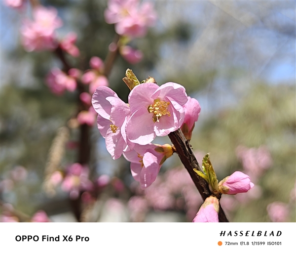 OPPO Find X6 Pro与iPhone 14 Pro影像实拍对比:结果高下立判
