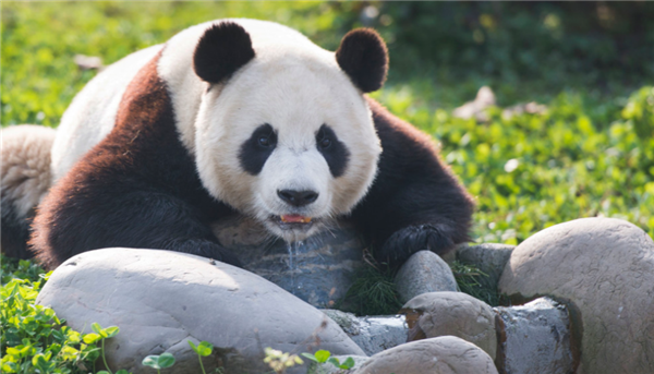 3岁福宝要招助理 上万韩国人竞聘和大熊猫相关岗位：不要钱都行